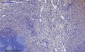 mTOR Polyclonal Antibody